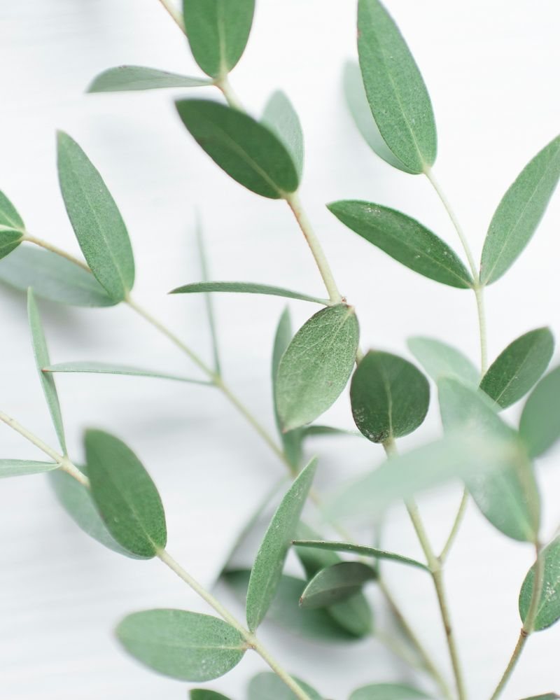 Eucalyptus