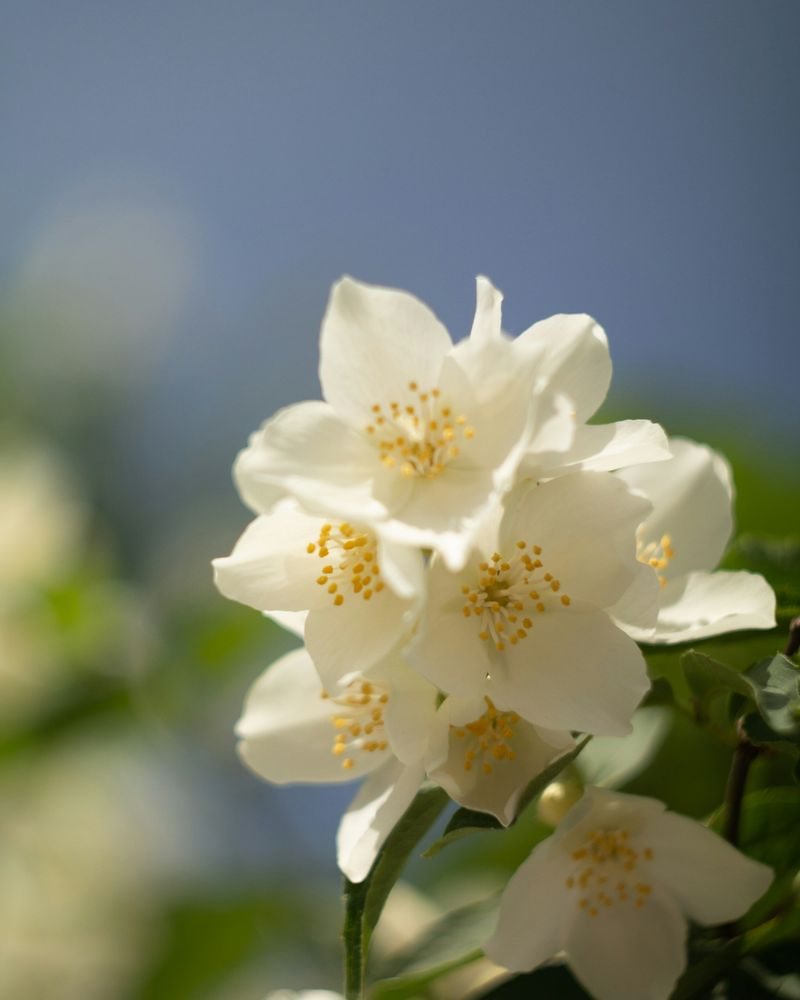 Jasmine