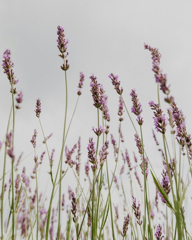 Lavender