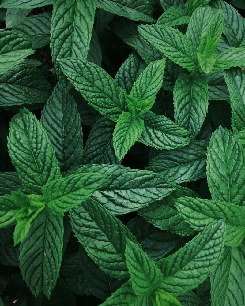 Mint