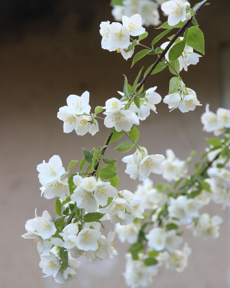 Neroli