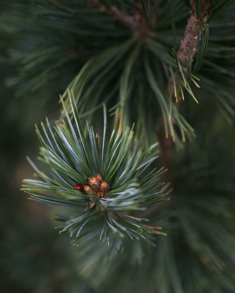 Pine