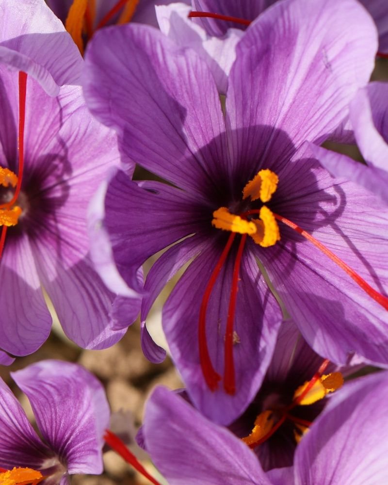 Saffron