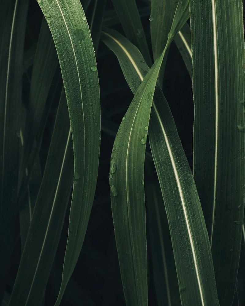Vetiver